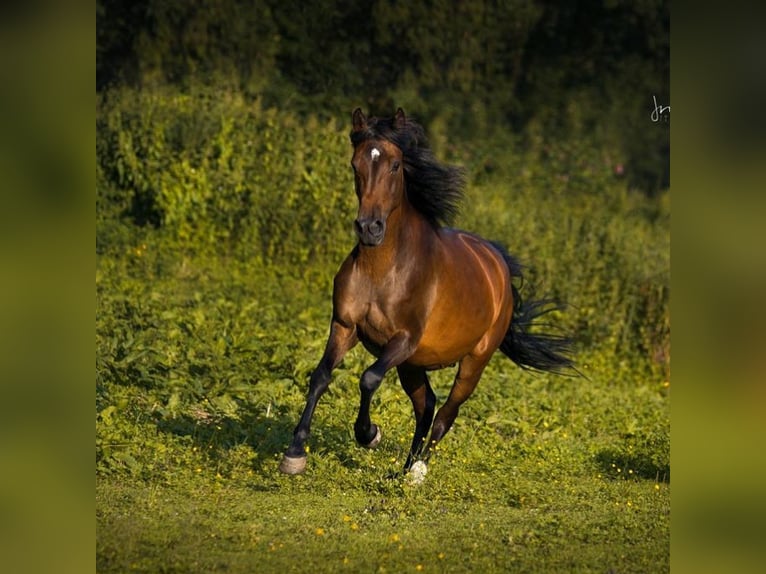 New Forest Pony Merrie 11 Jaar 148 cm Bruin in Kuchl