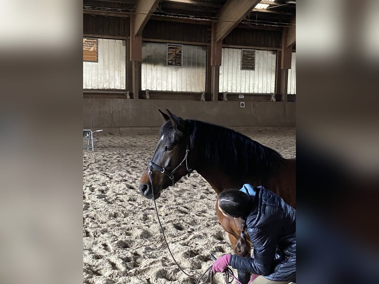 New Forest Pony Merrie 11 Jaar 148 cm Bruin in Kuchl