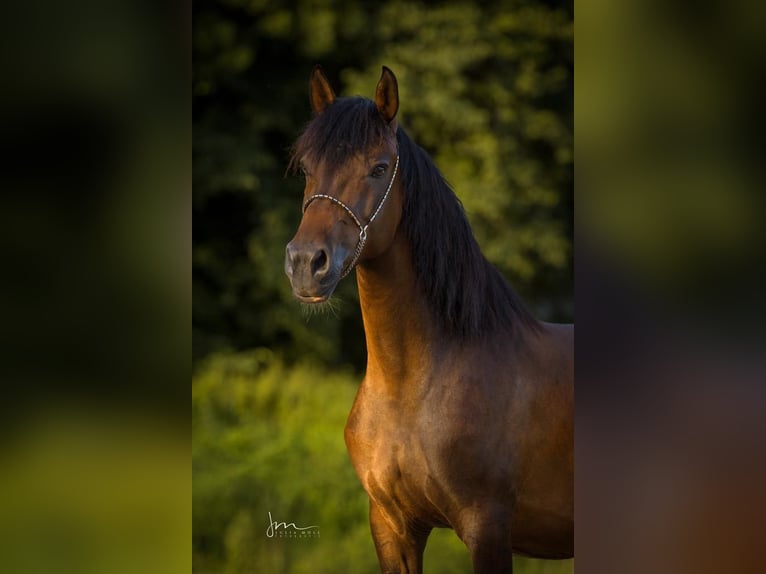 New Forest Pony Merrie 11 Jaar 148 cm Bruin in Kuchl