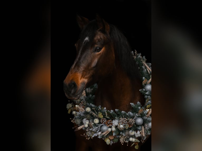 New Forest Pony Merrie 11 Jaar 148 cm Bruin in Kuchl