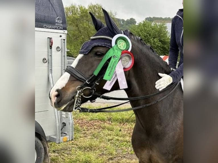 New Forest Pony Merrie 11 Jaar 148 cm Donkerbruin in Reischach