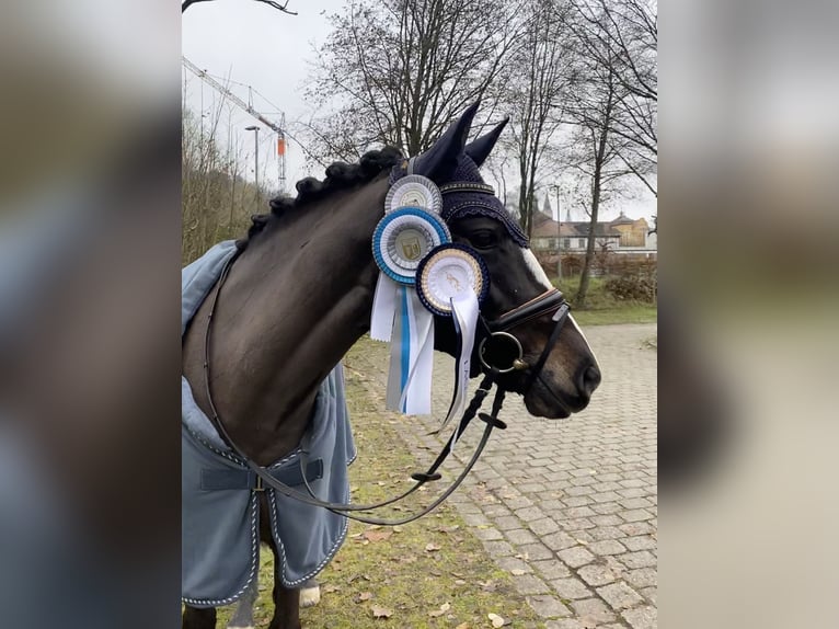 New Forest Pony Merrie 11 Jaar 148 cm Donkerbruin in Reischach