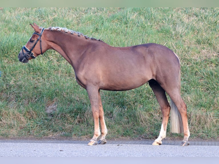 New Forest Pony Merrie 11 Jaar 148 cm Vos in Biervliet