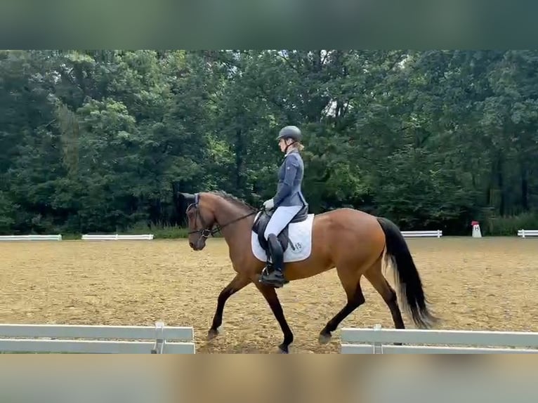 New Forest Pony Merrie 11 Jaar 150 cm Bruin in Solingen