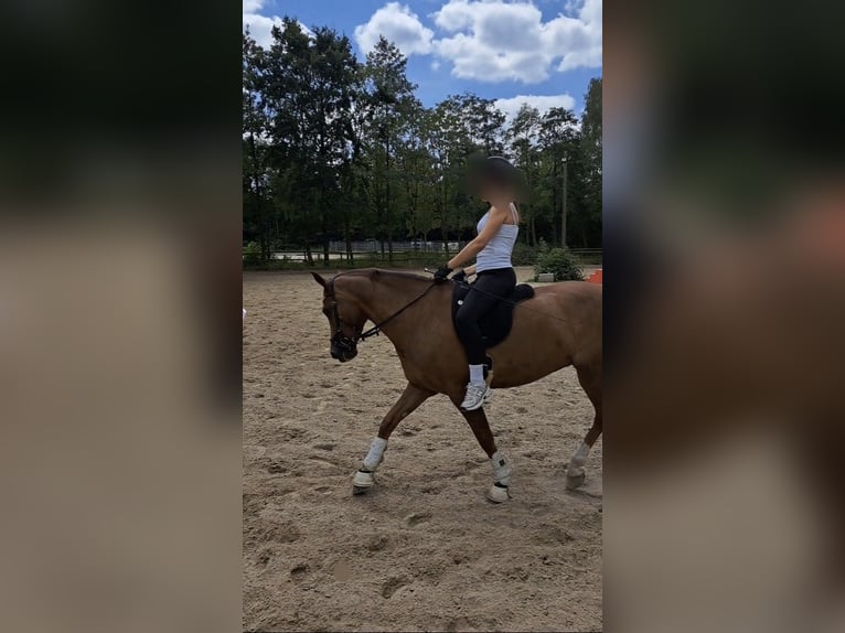 New Forest Pony Merrie 11 Jaar 152 cm Donkere-vos in Dortmund