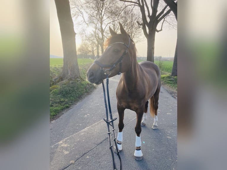 New Forest Pony Merrie 11 Jaar 152 cm Donkere-vos in Dortmund