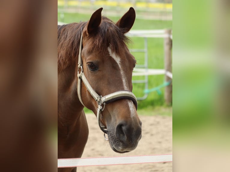 New Forest Pony Merrie 11 Jaar 152 cm Donkere-vos in Dortmund