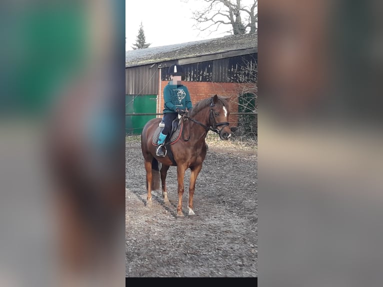 New Forest Pony Merrie 12 Jaar 144 cm Vos in Lage