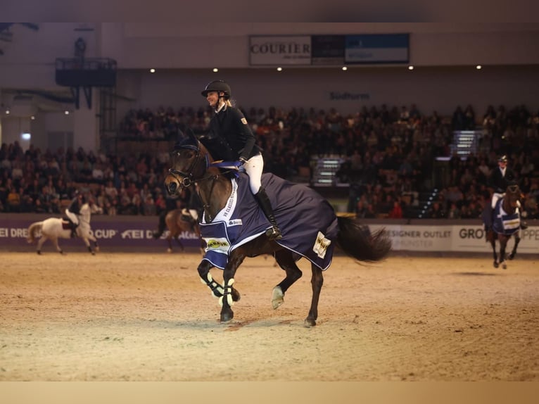 New Forest Pony Merrie 12 Jaar 145 cm Bruin in Janneby