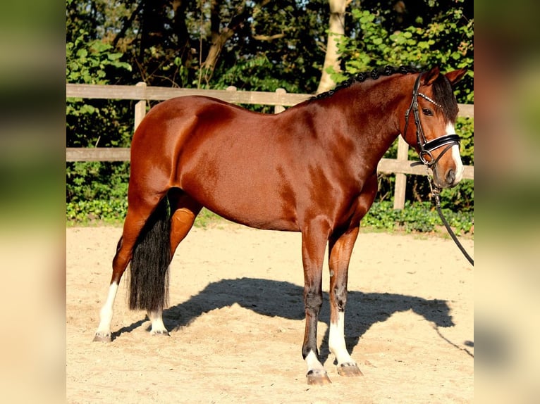 New Forest Pony Merrie 12 Jaar 146 cm Bruin in Rucphen