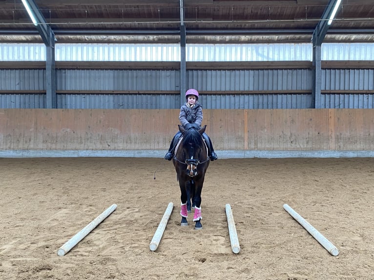 New Forest Pony Merrie 12 Jaar 146 cm Donkerbruin in Karlsfeld