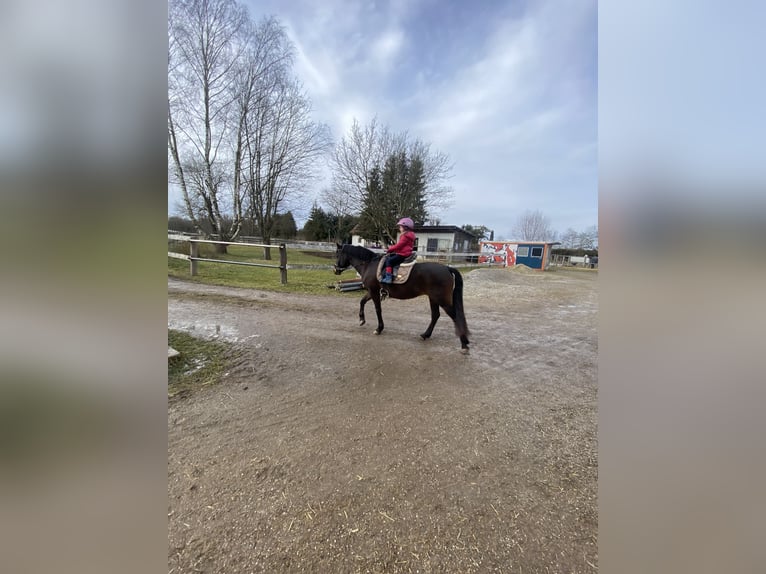 New Forest Pony Merrie 12 Jaar 146 cm Donkerbruin in Karlsfeld