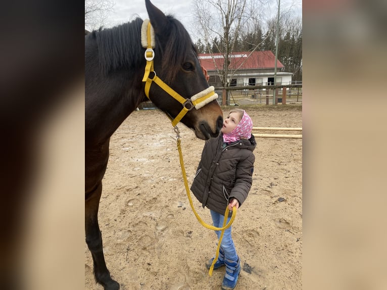 New Forest Pony Merrie 12 Jaar 146 cm Donkerbruin in Karlsfeld