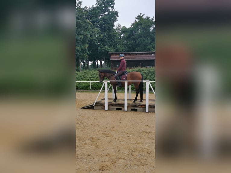 New Forest Pony Merrie 12 Jaar 148 cm Bruin in Nussdorf