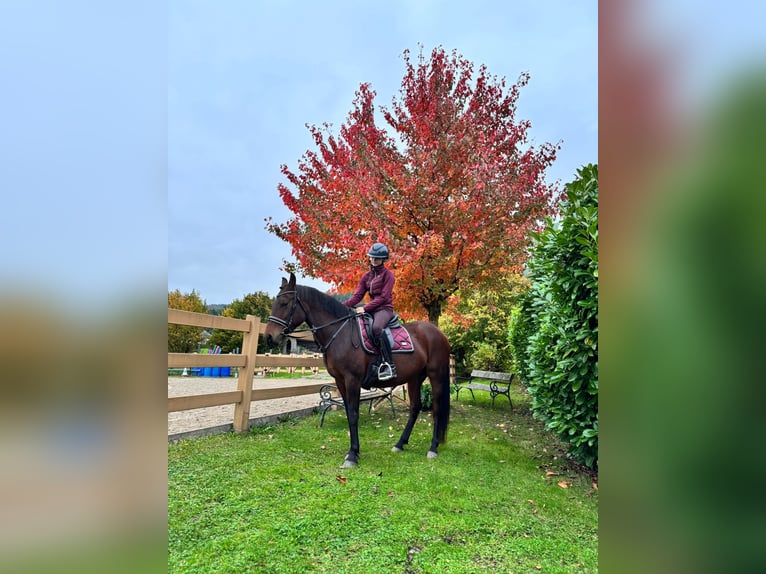 New Forest Pony Merrie 12 Jaar 148 cm Bruin in Nussdorf