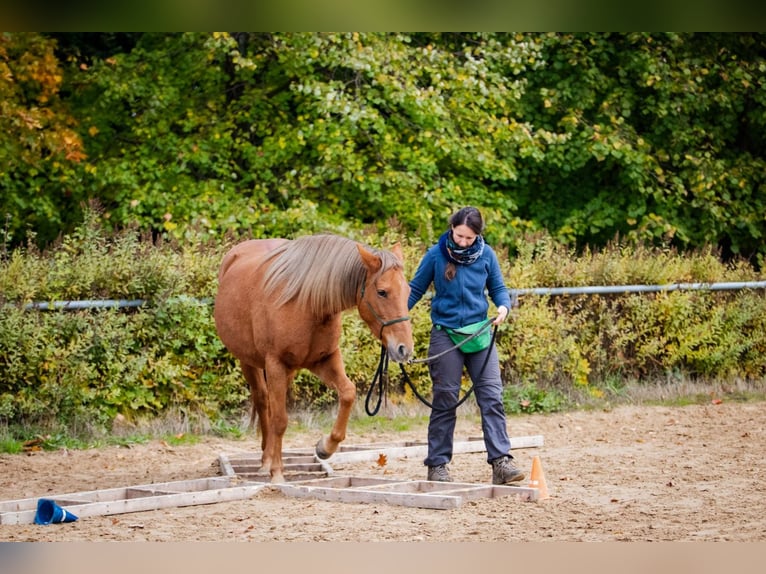 New Forest Pony Mix Merrie 12 Jaar 148 cm Donkere-vos in Niedererbach New Forest Pony Mix Merrie 12 Jaar 148 cm Donkere-vos in Niedererbach