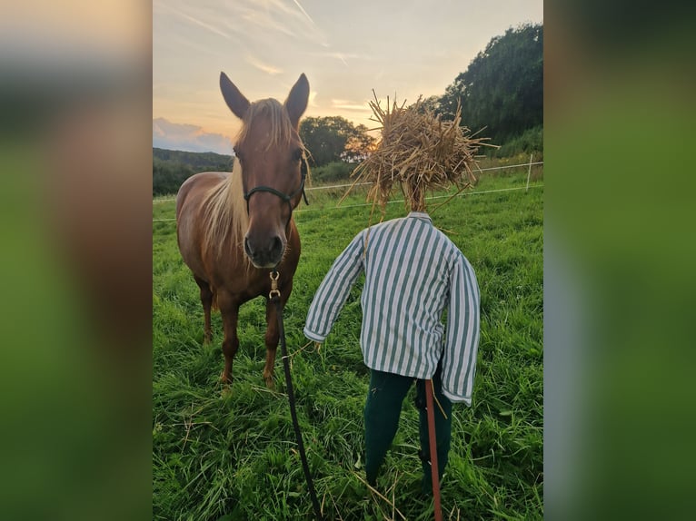 New Forest Pony Mix Merrie 12 Jaar 148 cm Donkere-vos in Niedererbach New Forest Pony Mix Merrie 12 Jaar 148 cm Donkere-vos in Niedererbach