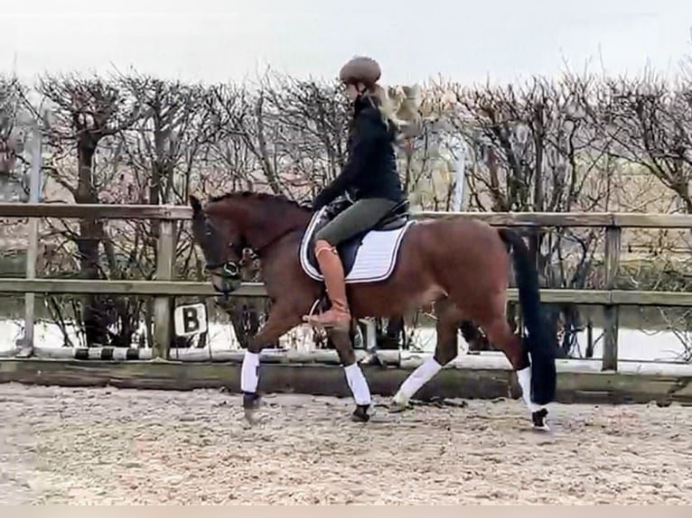 New Forest Pony Mix Merrie 13 Jaar 133 cm in Nieuw-Vennep