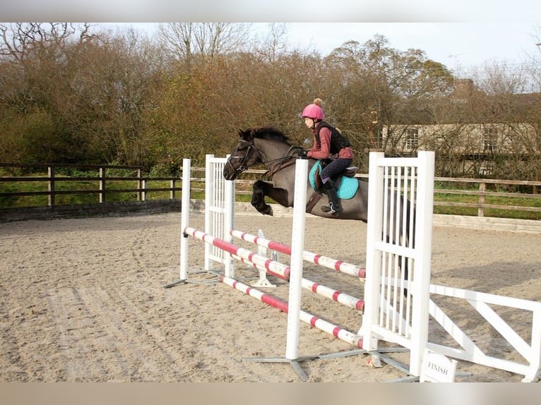 New Forest Pony Merrie 13 Jaar 134 cm Bruin in Dorset