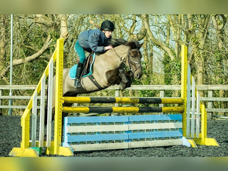 New Forest Pony Merrie 13 Jaar 134 cm Bruin in Dorset