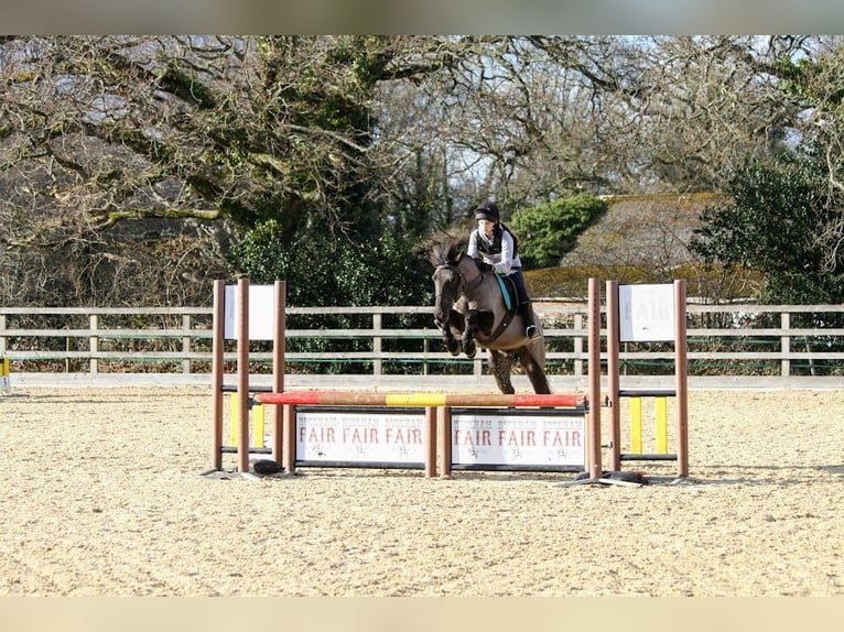 New Forest Pony Merrie 13 Jaar 134 cm Bruin in Dorset