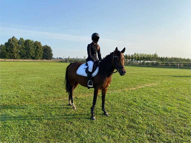 New Forest Pony Merrie 13 Jaar 144 cm Bruin in Dillingen an der Donau