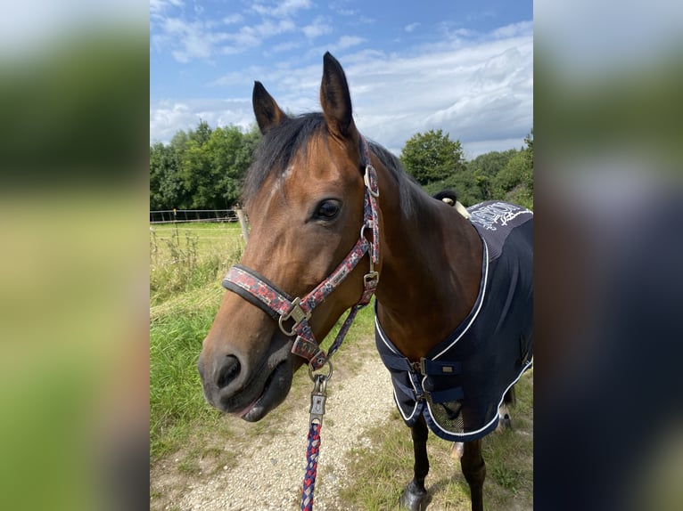 New Forest Pony Merrie 13 Jaar 144 cm Bruin in Dillingen an der Donau