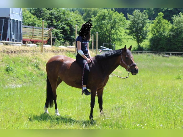 New Forest Pony Merrie 13 Jaar 144 cm Bruin in Dillingen an der Donau