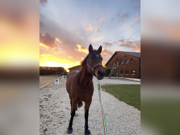 New Forest Pony Merrie 13 Jaar 144 cm Bruin in Dillingen an der Donau