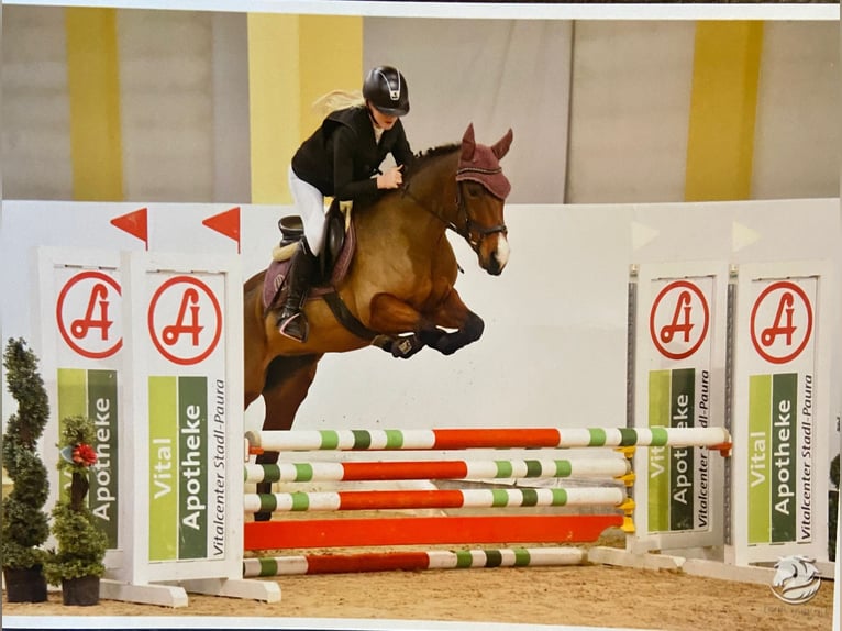 New Forest Pony Merrie 13 Jaar 148 cm Bruin in Mamming