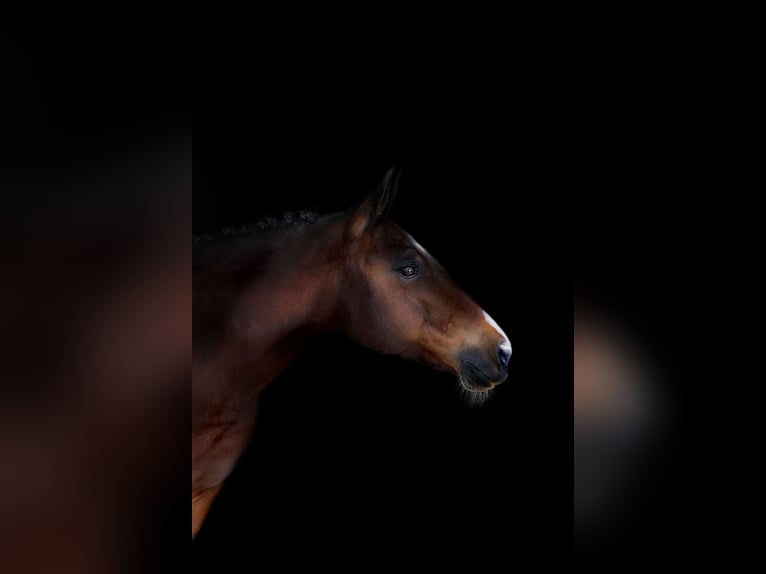 New Forest Pony Merrie 13 Jaar 148 cm Bruin in Mamming