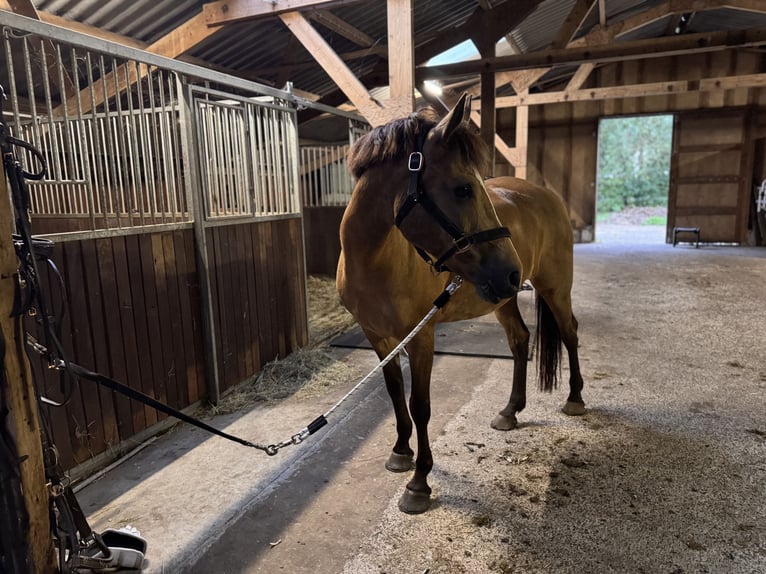 New Forest Pony Merrie 13 Jaar 148 cm  in Gelselaar