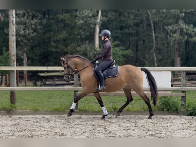 New Forest Pony Merrie 13 Jaar 148 cm  in Gelselaar