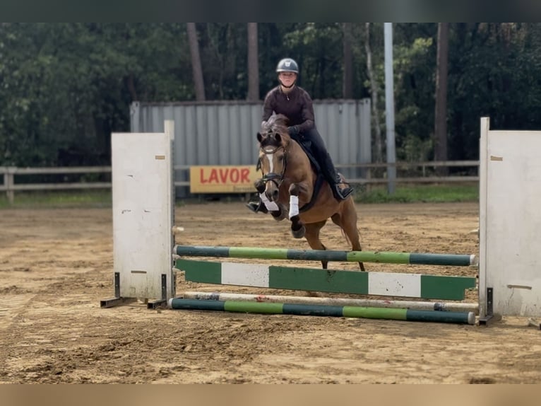 New Forest Pony Merrie 13 Jaar 148 cm  in Gelselaar