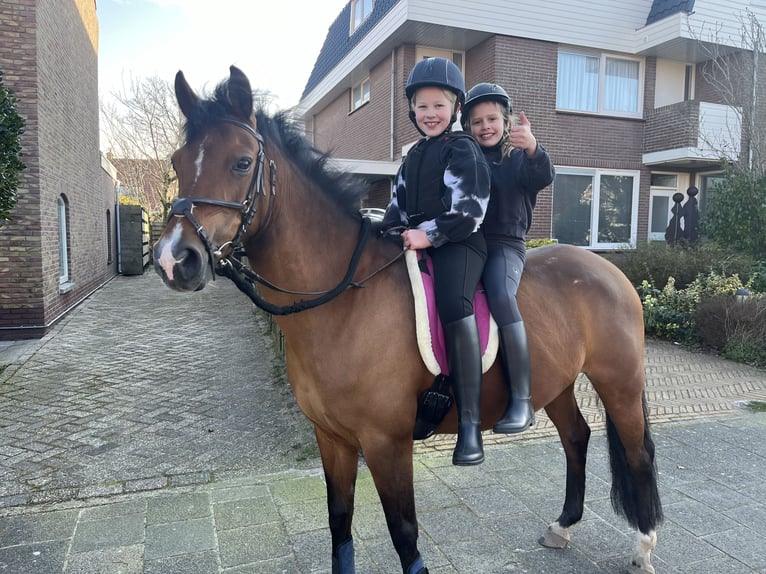 New Forest Pony Merrie 14 Jaar 136 cm Donkerbruin in Den Helder