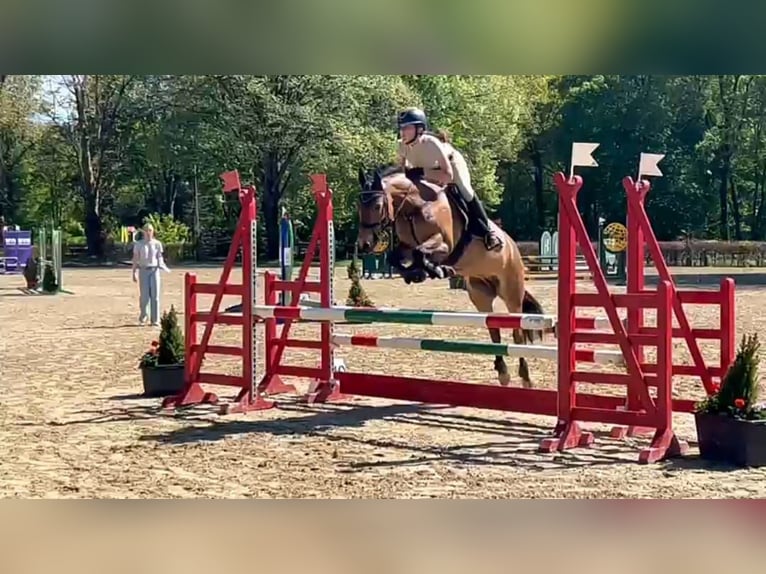 New Forest Pony Merrie 14 Jaar 137 cm Donkere-vos in Den Ham