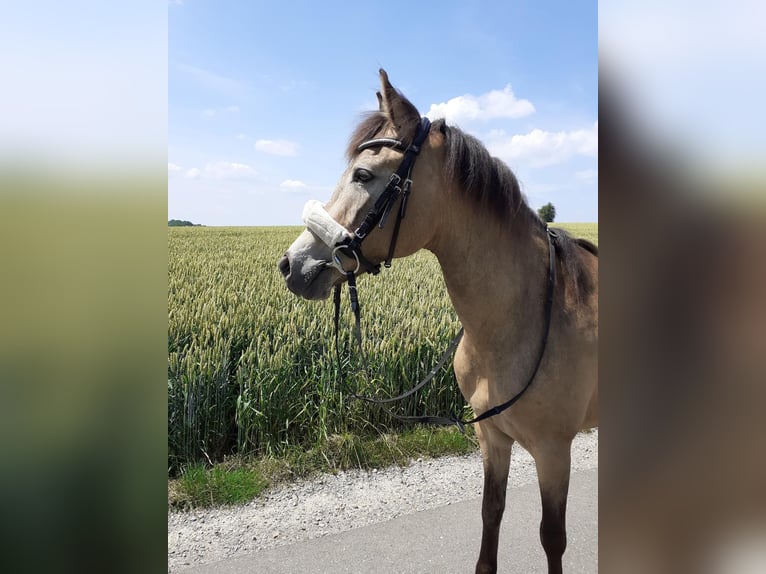 New Forest Pony Merrie 15 Jaar 142 cm Falbe in Wülfrath