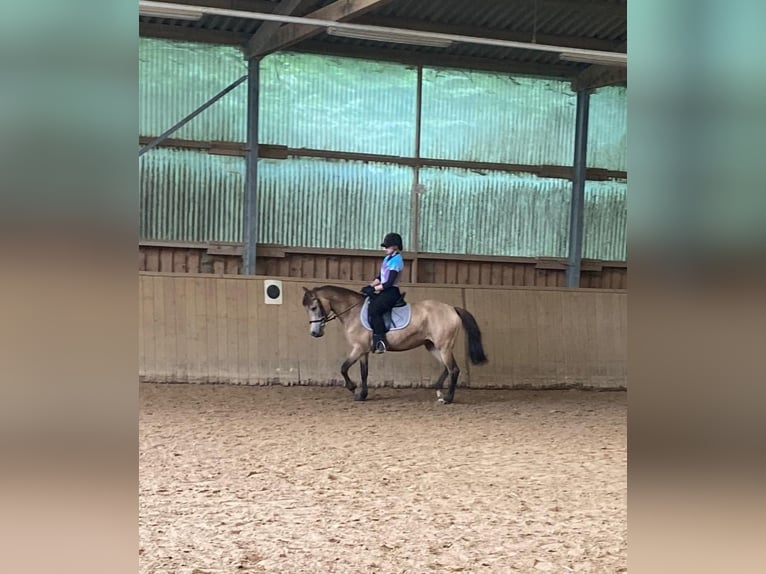 New Forest Pony Merrie 15 Jaar 142 cm Falbe in Wülfrath