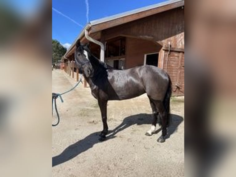 New Forest Pony Merrie 15 Jaar 142 cm Zwart in Duarte