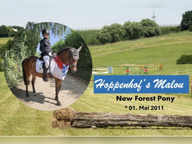 New Forest Pony Merrie 15 Jaar 147 cm Donkerbruin in Mainburg