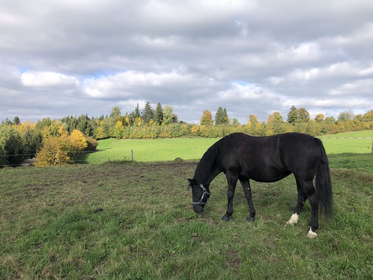 New Forest Pony Merrie 15 Jaar 148 cm Donkere-vos in K&#xF6;nigsdorf/H&#xF6;fen