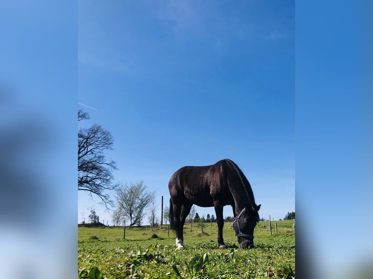 New Forest Pony Merrie 15 Jaar 148 cm Donkere-vos in K&#xF6;nigsdorf/H&#xF6;fen