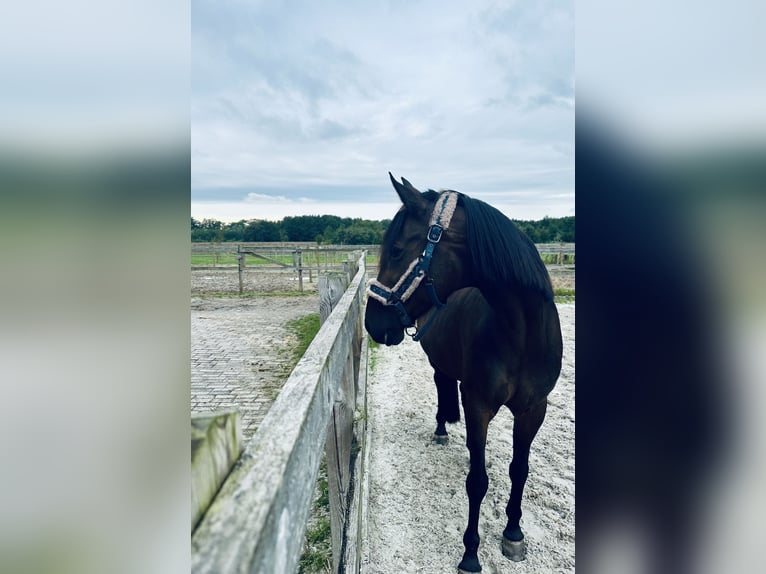 New Forest Pony Mix Merrie 15 Jaar 156 cm Donkerbruin in Goor