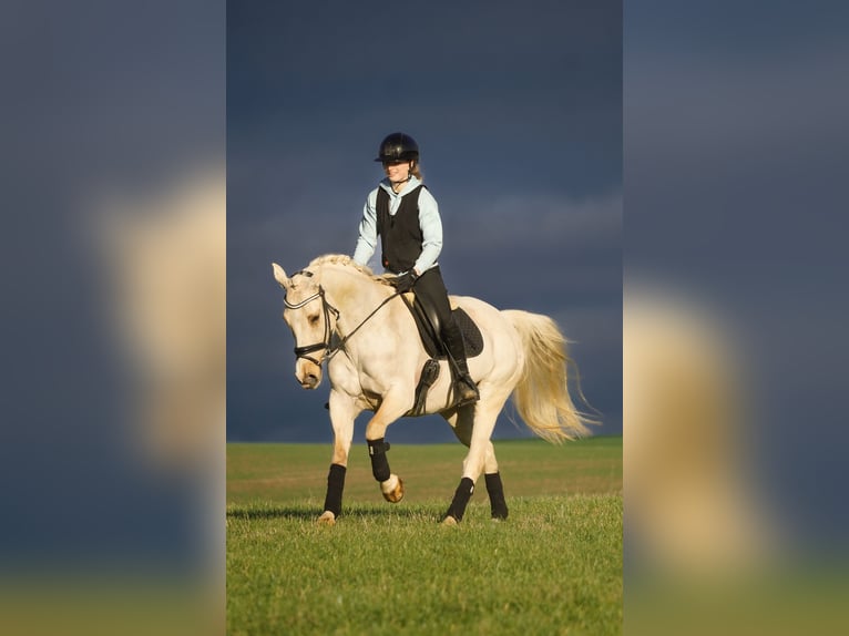 New Forest Pony Merrie 15 Jaar 158 cm Palomino in Nettersheim