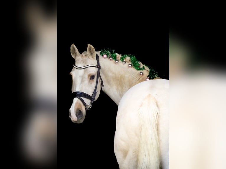 New Forest Pony Merrie 15 Jaar 158 cm Palomino in Nettersheim
