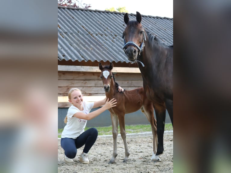 New Forest Pony Merrie 16 Jaar 133 cm Bruin in Lieren