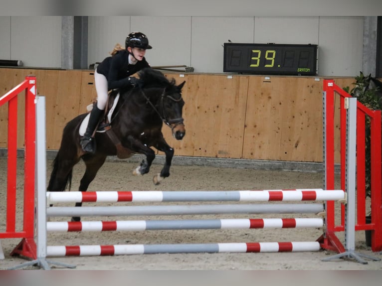 New Forest Pony Merrie 16 Jaar 133 cm Bruin in Lieren