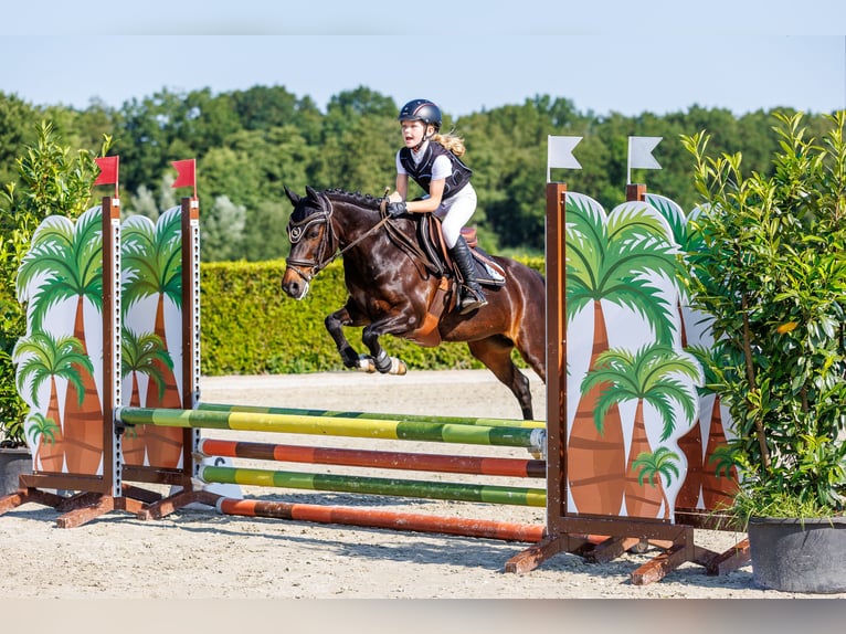 New Forest Pony Merrie 16 Jaar 133 cm Bruin in Lieren