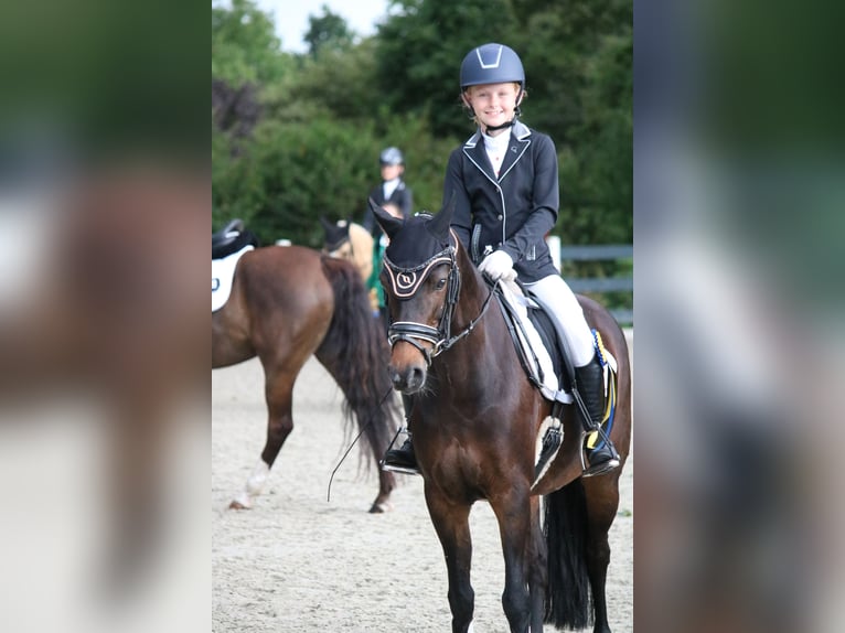 New Forest Pony Merrie 16 Jaar 133 cm Bruin in Lieren