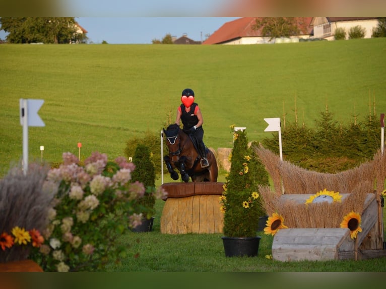 New Forest Pony Merrie 16 Jaar 144 cm Bruin in Schwanenstadt